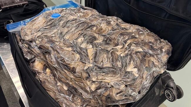 Хвосты куницы, найденные таможенниками при досмотре багажа в аэропорту Домодедово 