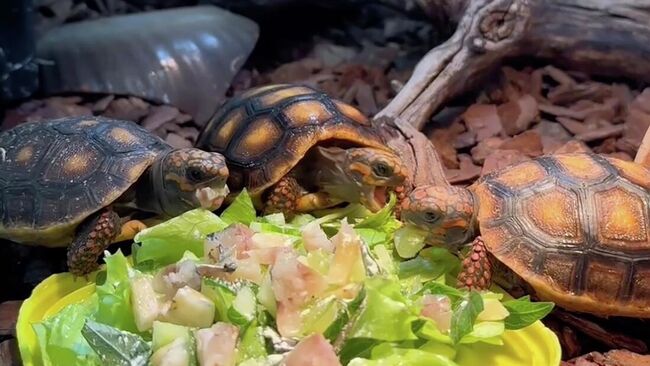 Детёныши угольных черепах Микеланджело и Памелы