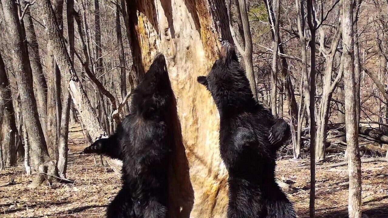 Танец молодых медведей у 200-летней пихты в нацпарке Земля леопарда Танец молодых медведей у 200-летней пихты в нацпарке Земля леопарда - РИА Новости, 1920, 13.11.2025