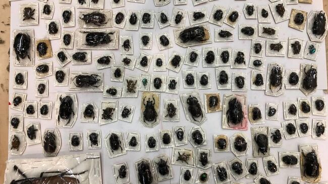 Гигантских жуков обнаружили таможенники в посылках из Перу