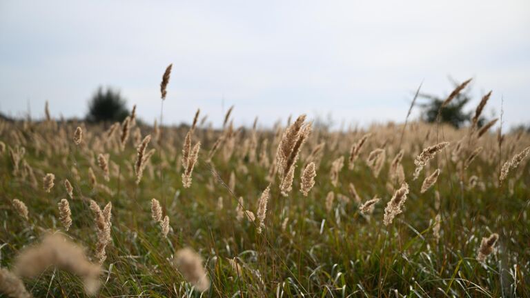На Куликовом поле нашли свидетеля юрского периода
