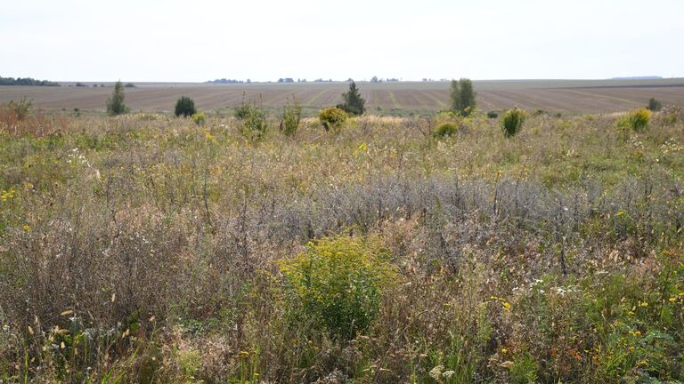 На Куликовом поле нашли свидетеля юрского периода