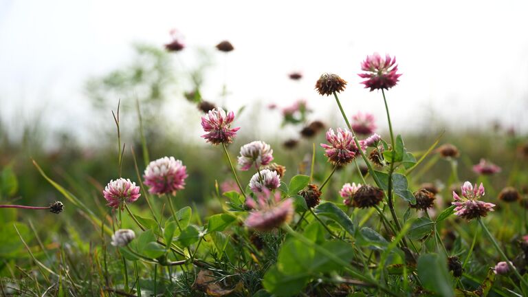 На Куликовом поле нашли свидетеля юрского периода