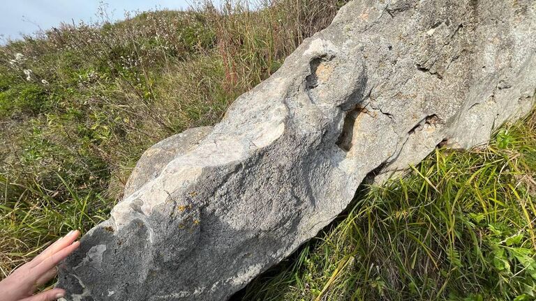 На Куликовом поле нашли свидетеля юрского периода