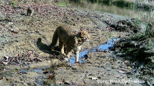 Семья дальневосточных лесных котов попала на фотоловушку Земли леопарда