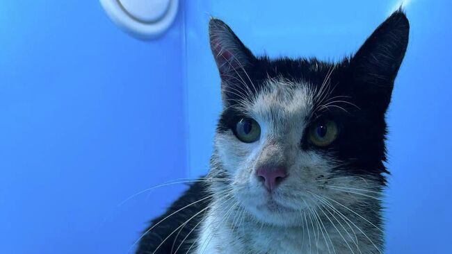 Спасение кота, застрявшего под гранитной облицовкой набережной канала Грибоедова в Санкт-Петербурге