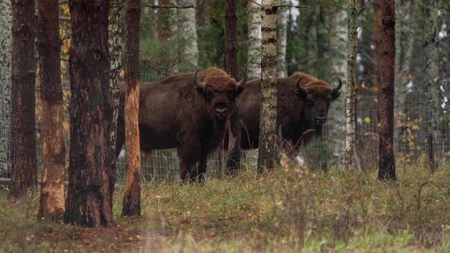 GRASS и РВБ запустили проект по возвращению зубров в дикую природу