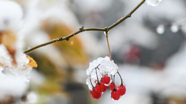 Снег на ветке калины в сквере Девичьего поля в Москве
