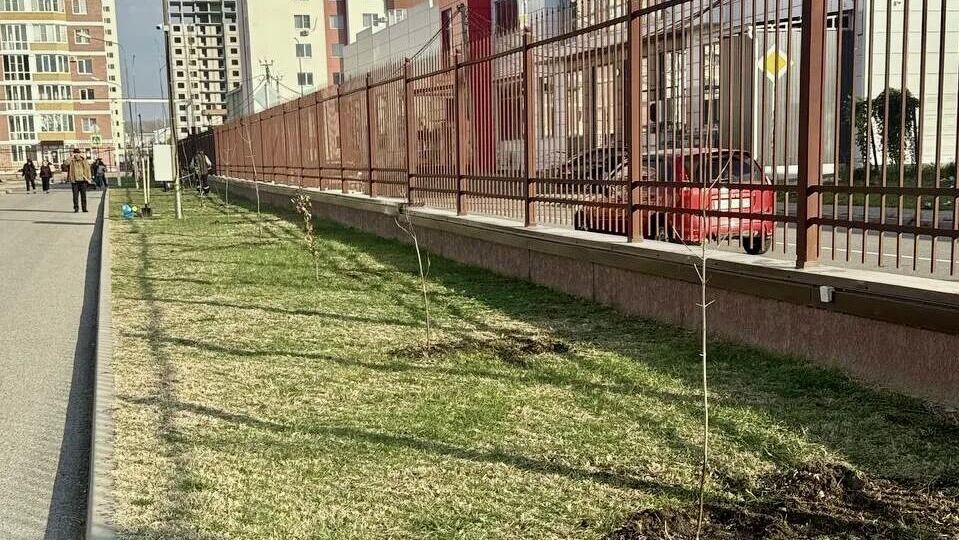 Саженцы деревьев высадили в честь 80-летия Победы в Карачаево-Черкесии - РИА Новости, 1920, 17.11.2025