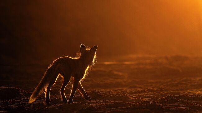 В золоте солнца