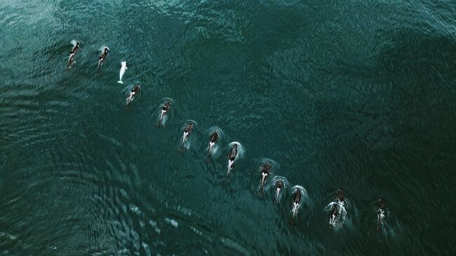 Белая ворона