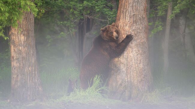 Портрет в тумане