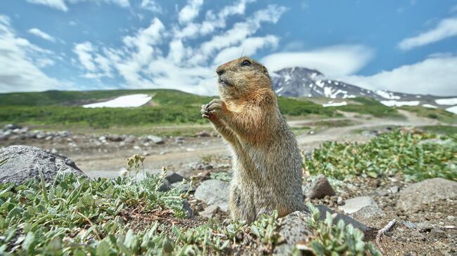 Камчатский берингийский суслик