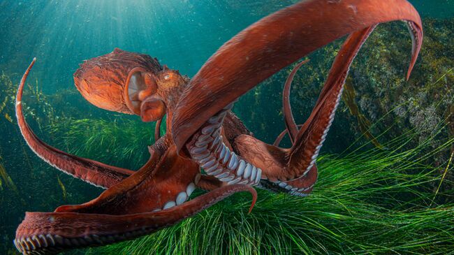 Осьминог и солнце