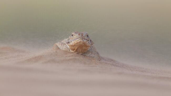 Песчаная буря