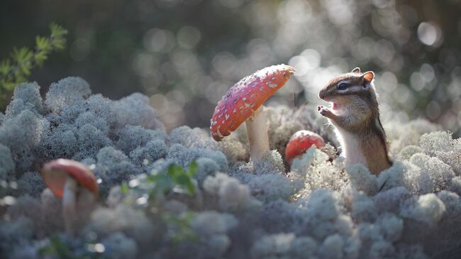 Заблудился в мухоморах!