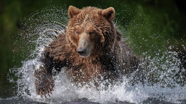 Камчатский драйв