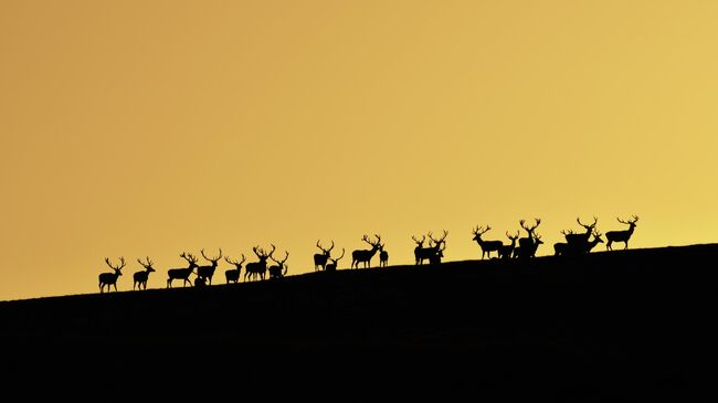 Стадо рогачей на закате