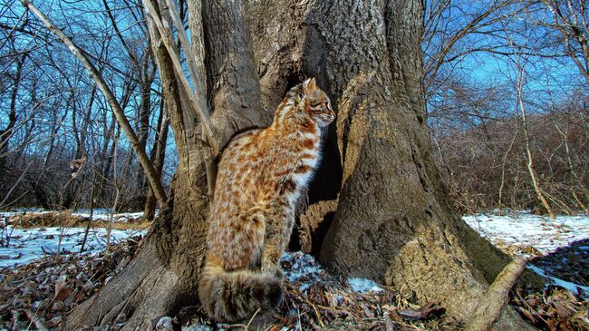 Кажется, кто-то идет в гости