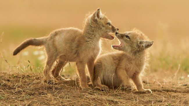 Детские забавы