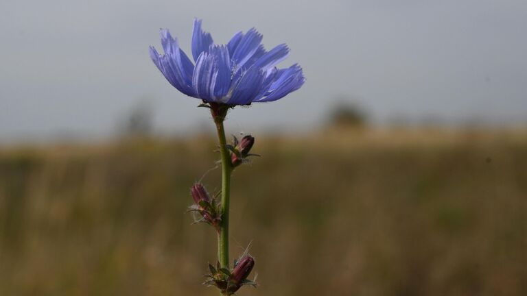 Наш ответ ВОЗ. Ученые заявили о пользе русской природы в борьбе с неврозами