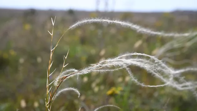 Ковыль перистый на Куликовом поле
