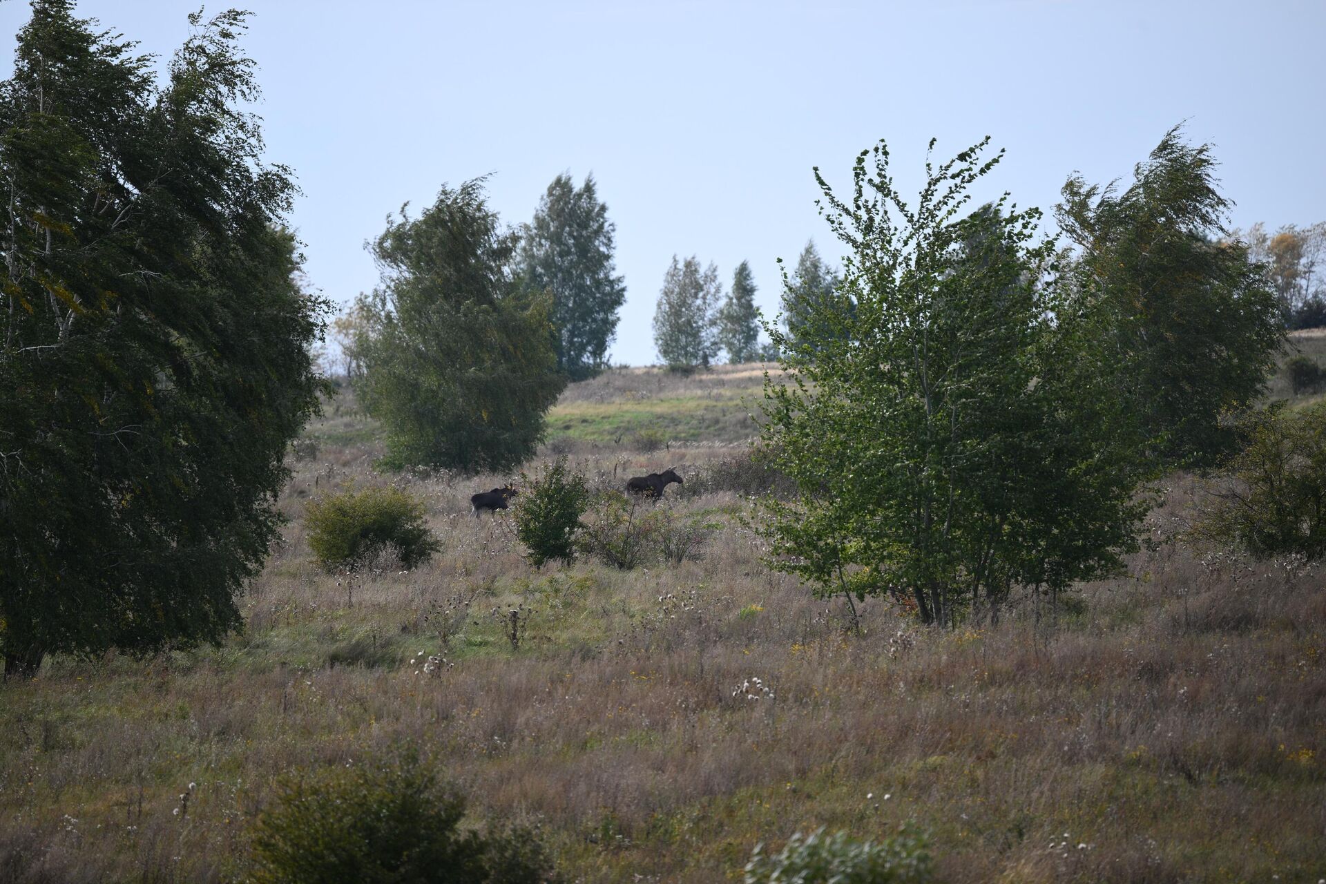 Наш ответ ВОЗ. Ученые заявили о пользе русской природы в борьбе с неврозами