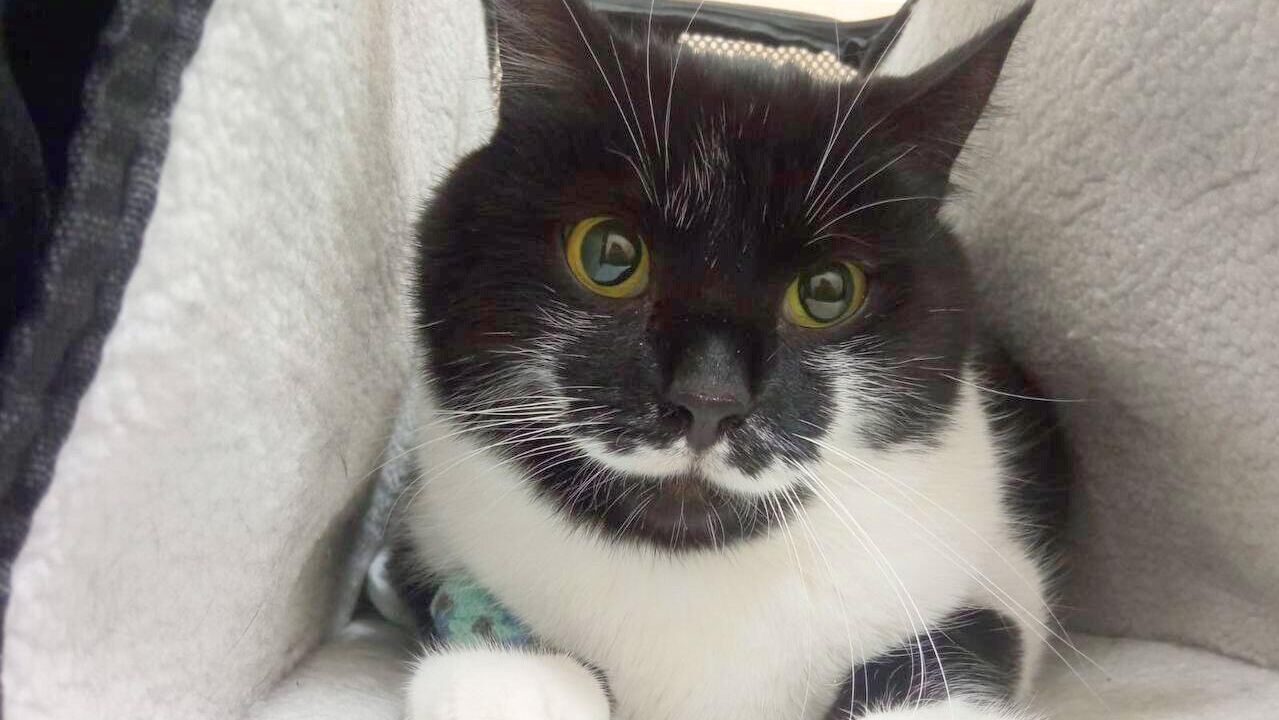 Кот по кличке Хвост  - РИА Новости, 1920, 18.11.2025