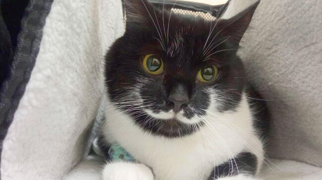 Кот по кличке Хвост 