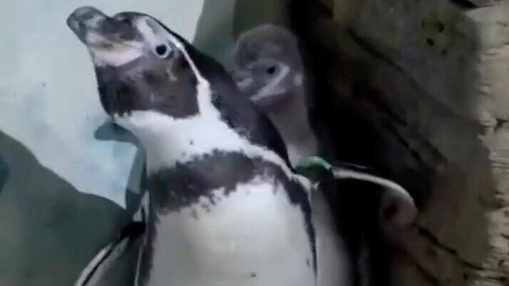Пингвин Гумбольдта оградил своего птенца от фотосессии в Приморском океанариуме - РИА Новости, 1920, 19.11.2025
