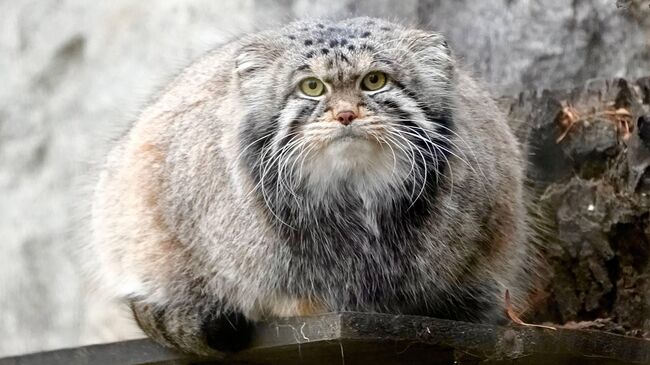 Манул Тимофей из Московского зоопарка