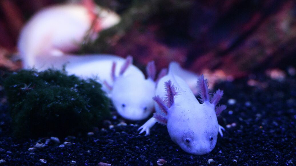 В "Москвариуме" поселился аксолотль черно-золотого окраса