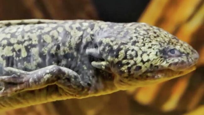 Аксолотль золотисто-черного окраса в Москвариуме