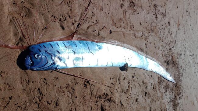 Сельдяной король, обнаруженный на пляже в австралийской Тасмании