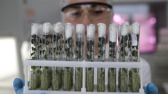 Выращивание селекционного картофеля во Владикавказе