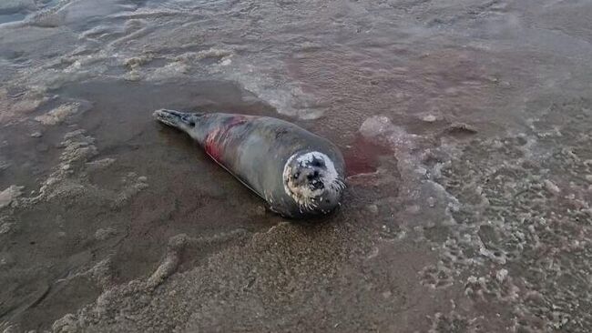 Раненый тюлень в Териберке