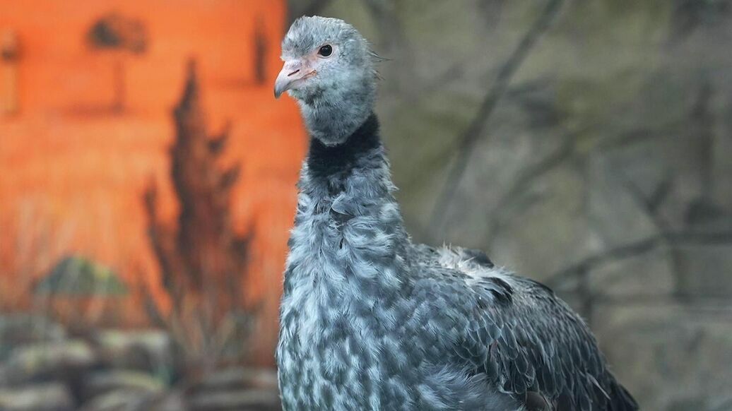 В Московском зоопарке поселились хохлатые паламедеи
