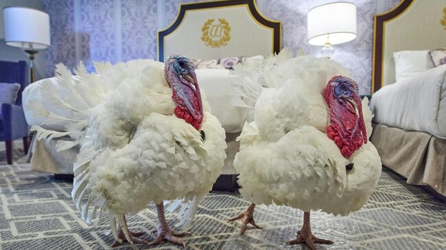 Индейки Курлыка и Вихлюн