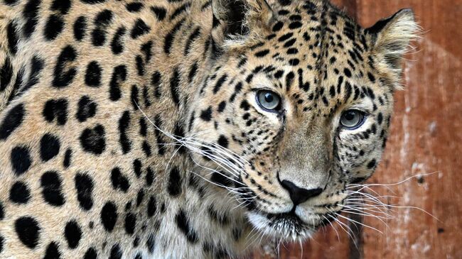 Парк флоры и фауны Роев ручей в Красноярске 