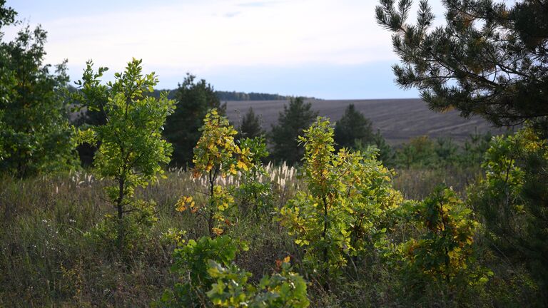 Наш ответ ВОЗ. Ученые заявили о пользе русской природы в борьбе с неврозами