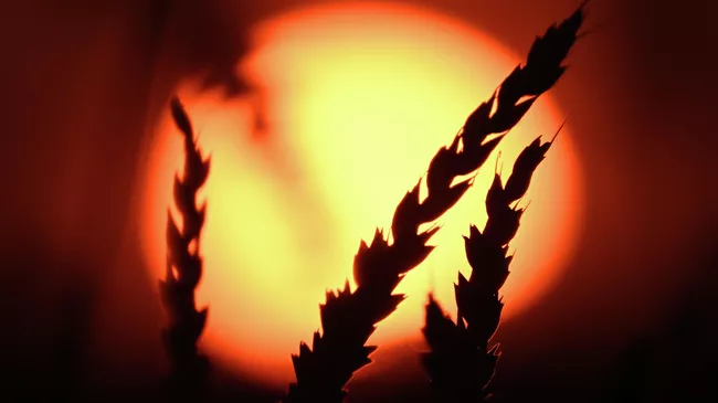 Колосья пшеницы на фоне закатного солнца