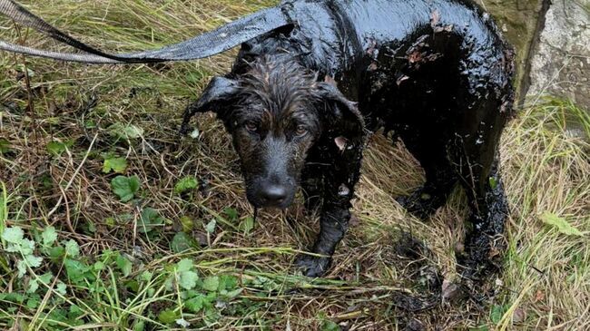 Спасенной из мазута собаке ищут новый дом
