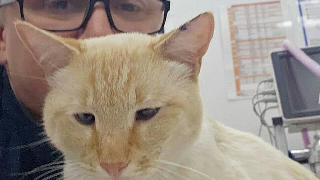 Кот Тимофей после операции в Зеленограде