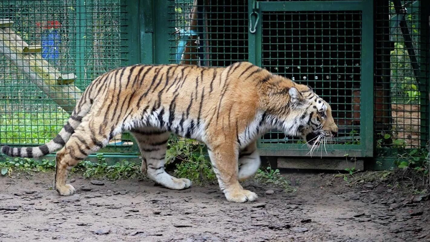 Самка амурского тигра в центре воспроизводства редких видов животных Московского зоопарка - РИА Новости, 1920, 30.11.2025