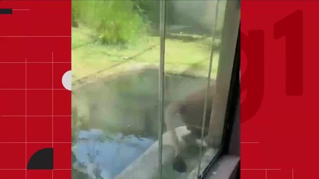 Нападение львицы на человека в бразильском зоопарке