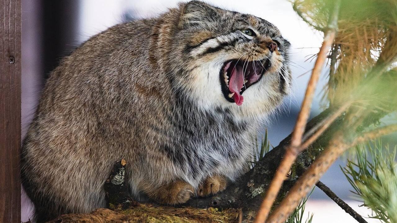 Манул Борис из парка Роев ручей поправился почти до 6,4 килограмм - РИА Новости, 1920, 01.12.2025