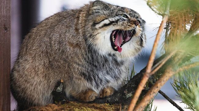 Манул Борис из парка Роев ручей поправился почти до 6,4 килограмм