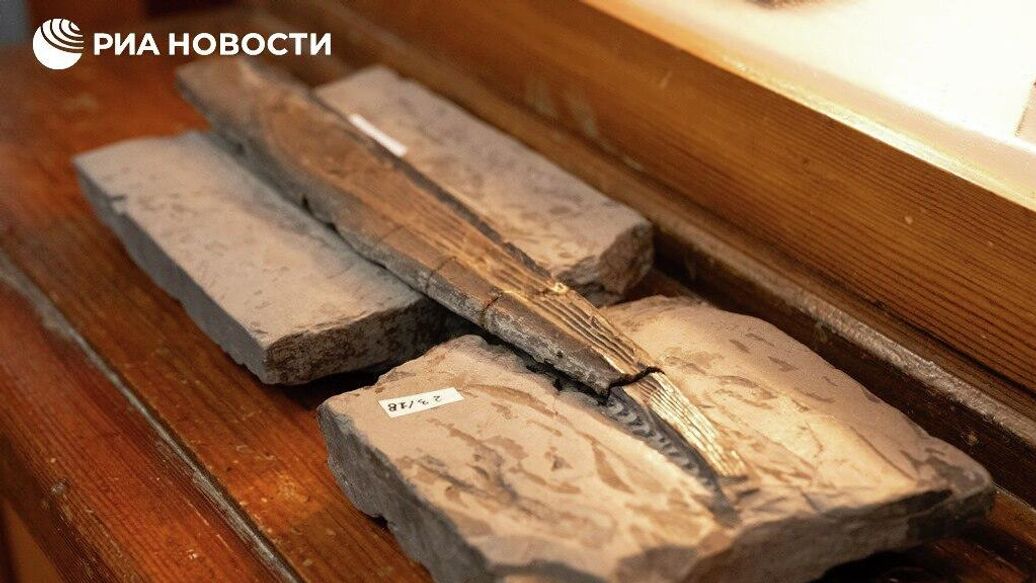 В музее ТГУ нашли шип плавника доисторической акулы