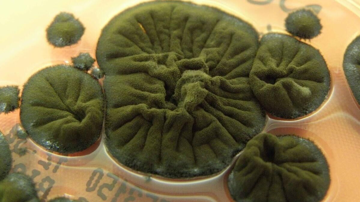 Гриб Cladosporium sphaerospermum, найденный на стенах разрушенного энергоблока в Чернобыле  - РИА Новости, 1920, 18.12.2025