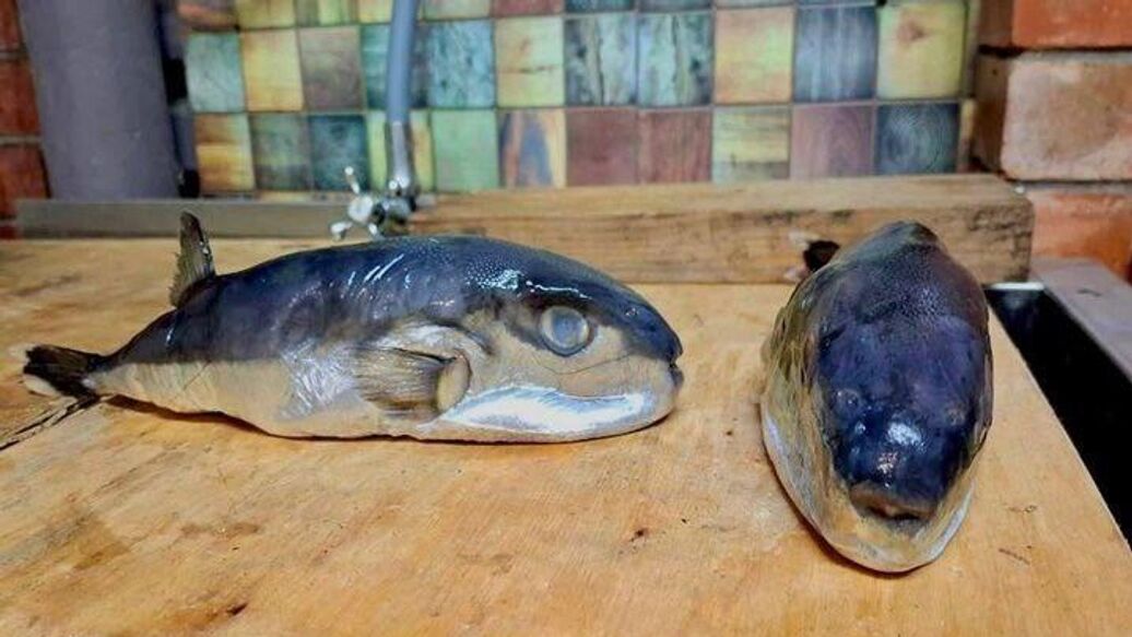 Жителю Кубани вместо скумбрии продали ядовитую рыбу
